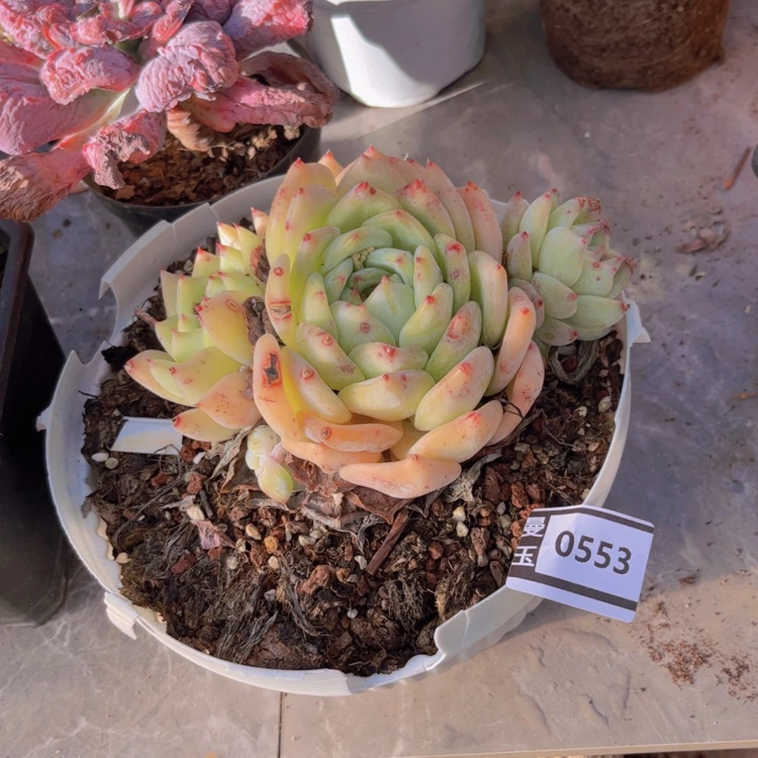 白拉糖多肉植物0553