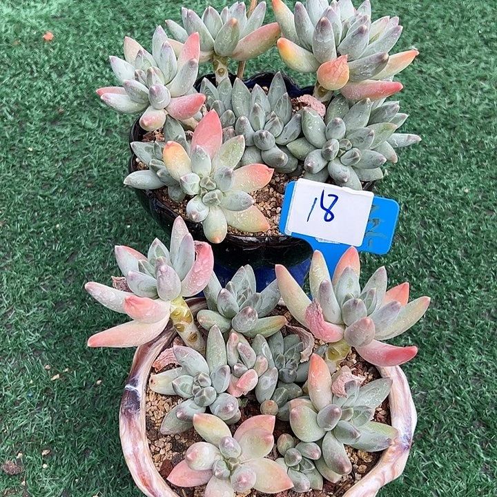 18群群一个头脱土