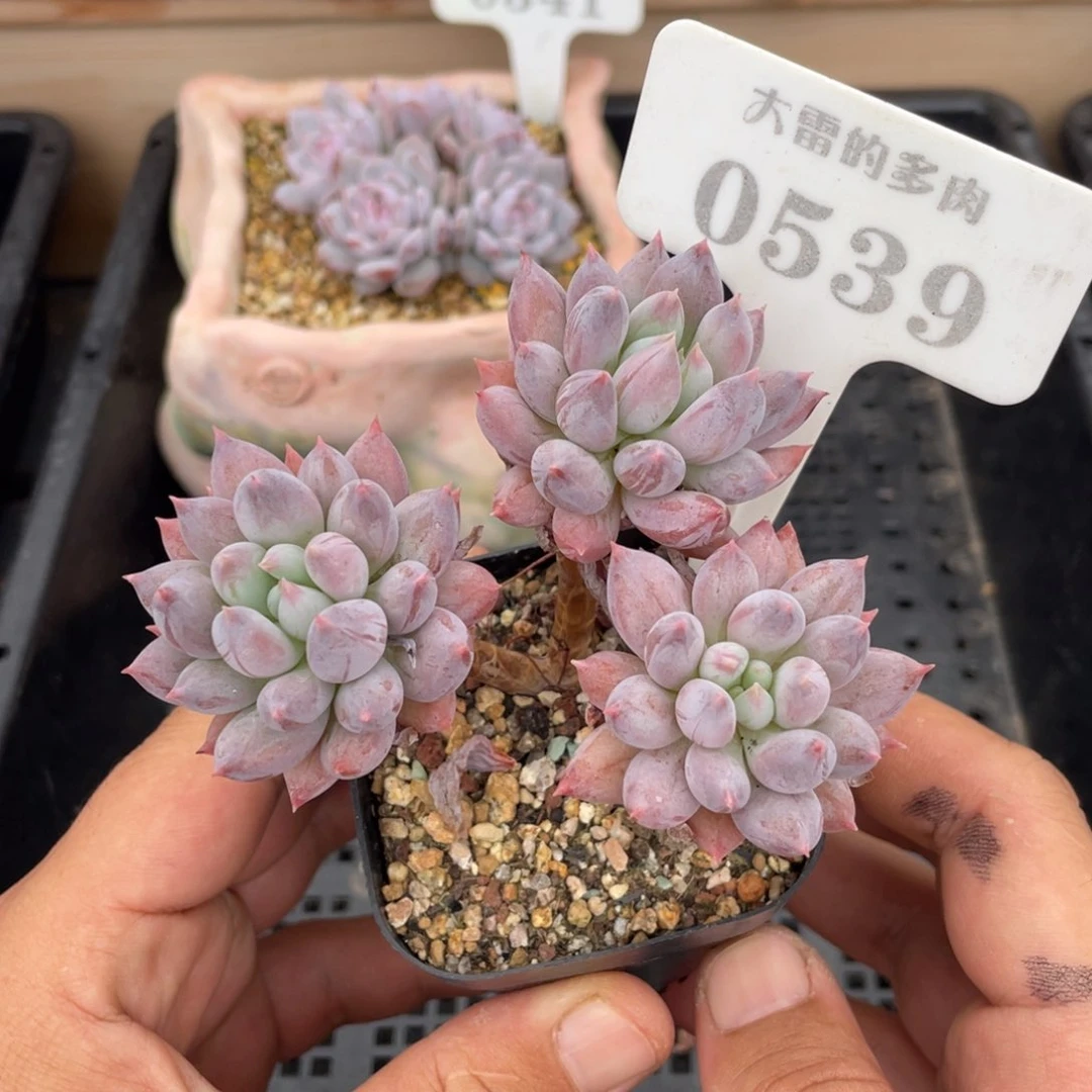 0539所罗门不带盆9厘米