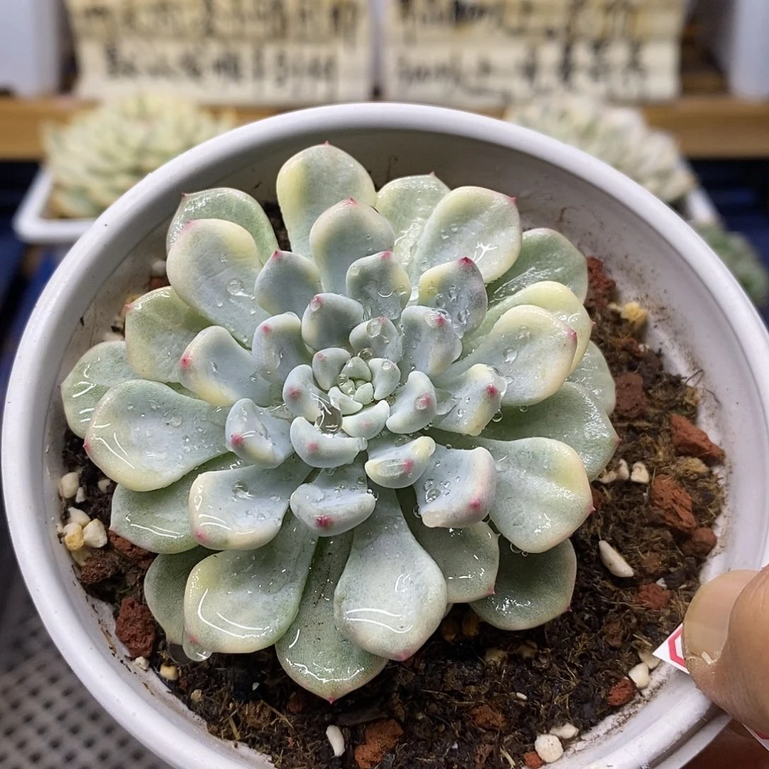 2862 橘子冰覆轮锦