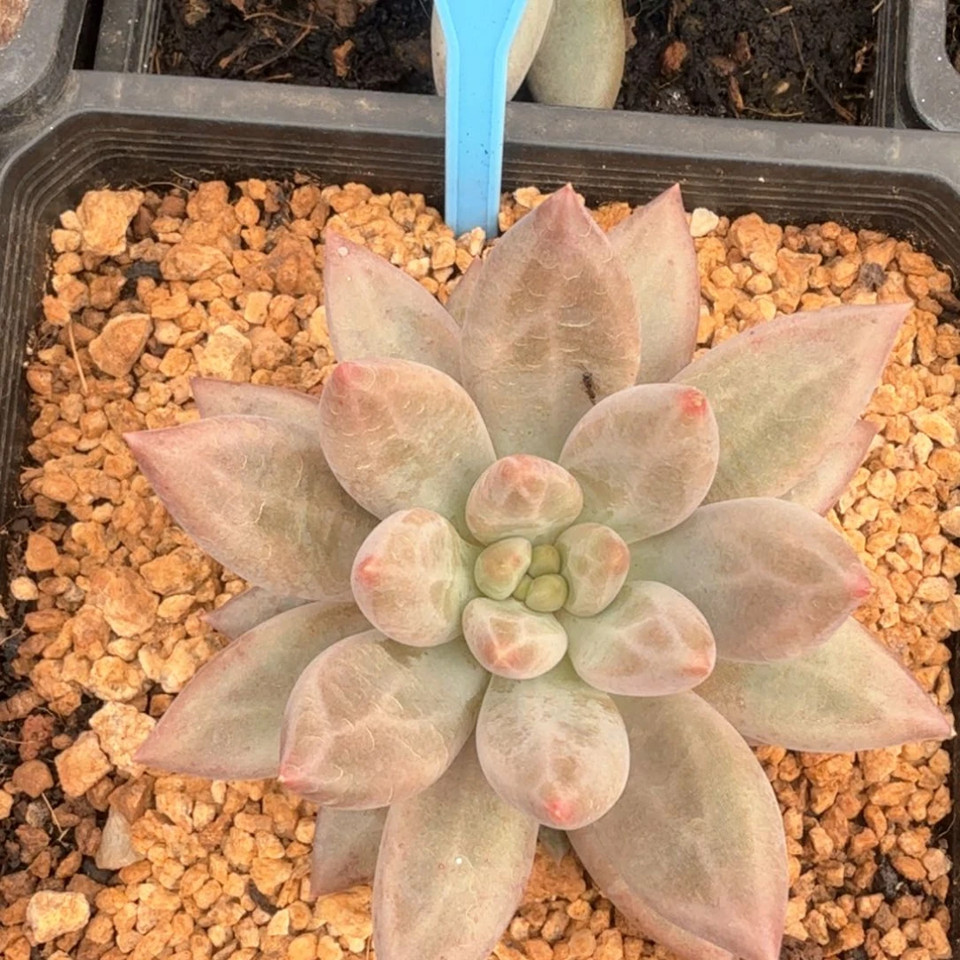 水晶球黄体多肉植物048