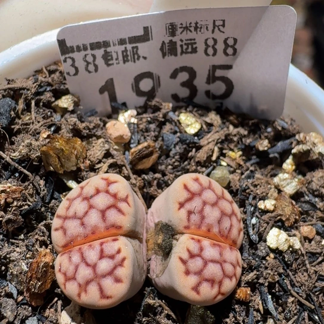 zzzz生石花肉锥1935