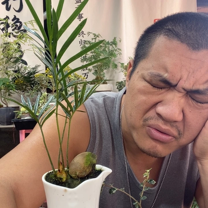 以实际为准盆景盆栽绿植