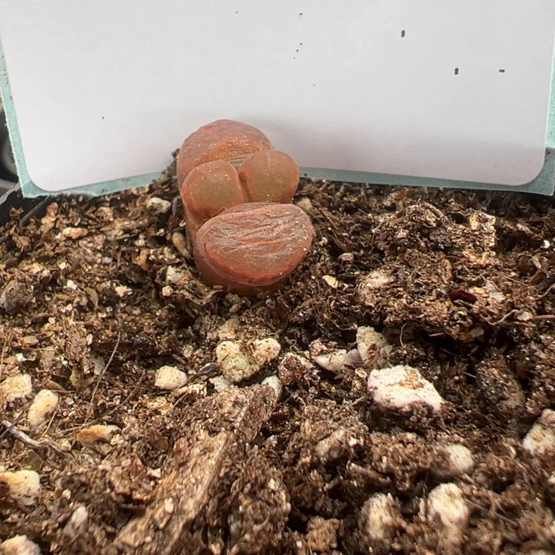 19-50肉锥多肉植物，