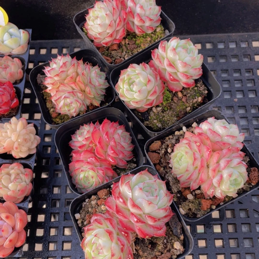 495号天花板女王双头起一个