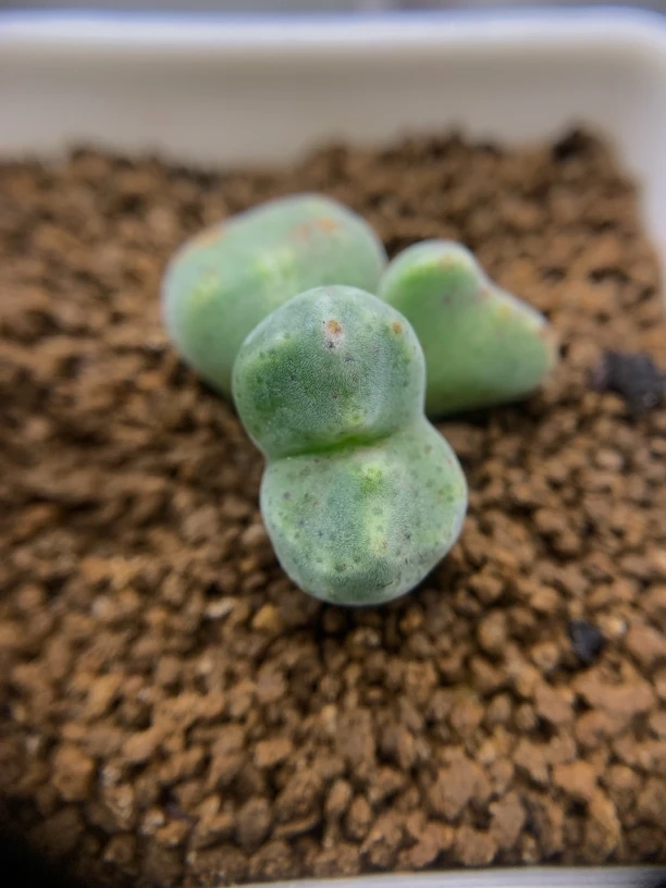 3头绿豆糕母本，一物一拍，0下拍保温箱