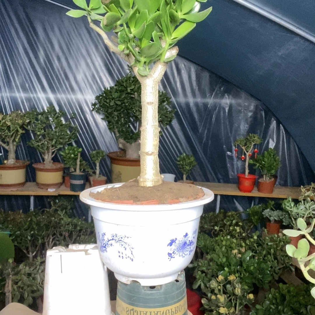 贴***膜完全开放青叶玉树一物一拍