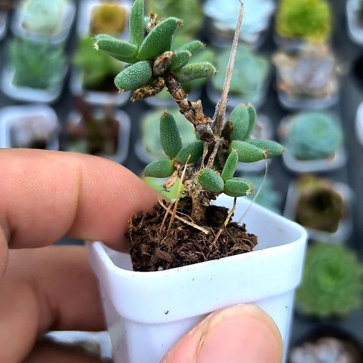 玉米枝干老苗，满5元包邮，