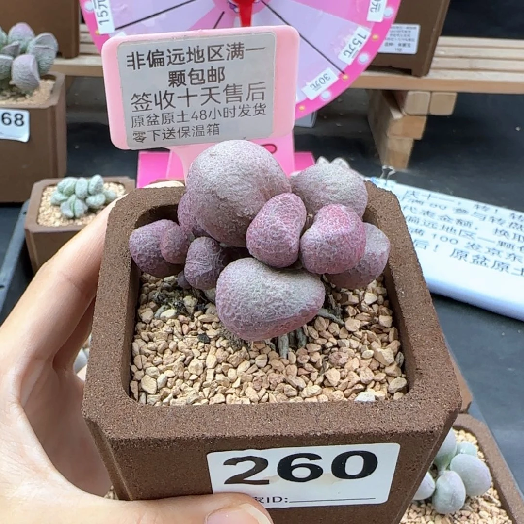 260红烧肉多肉植物