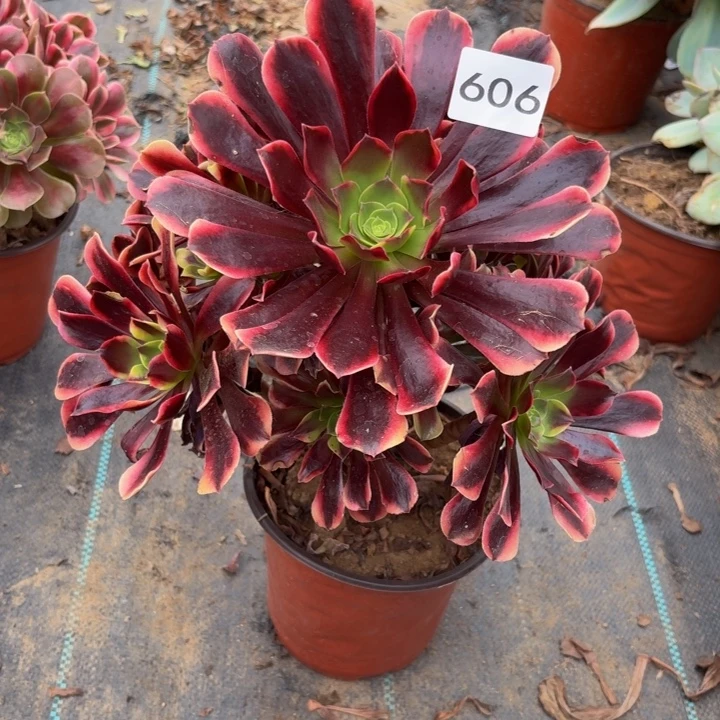 欧佳丽多肉不包损606