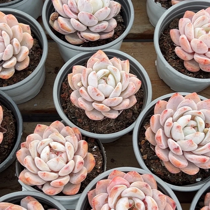 单头           雪天使