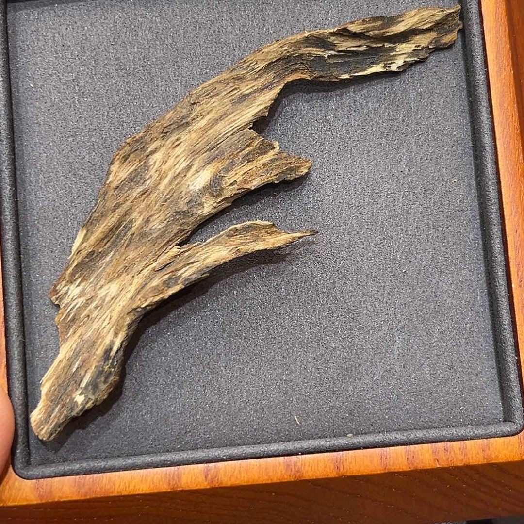 海南琼脂树芯油2.8克