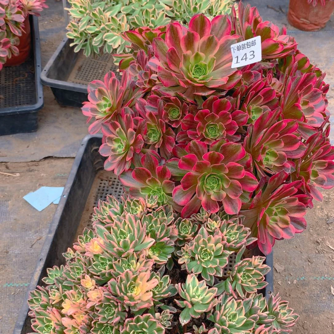143法师组合老桩多肉植物