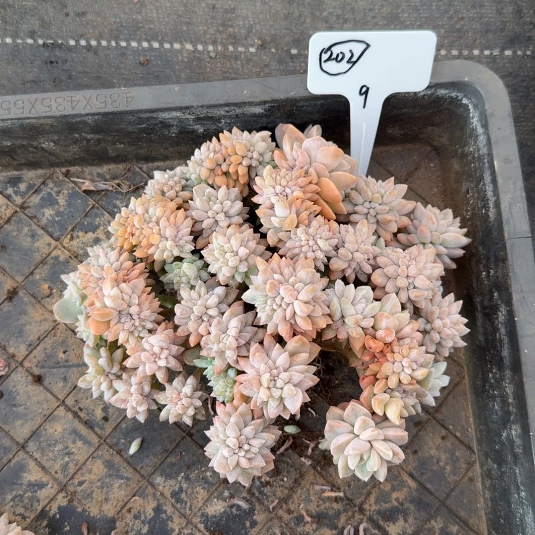 车***峰一物一拍12-1哈里沃森202