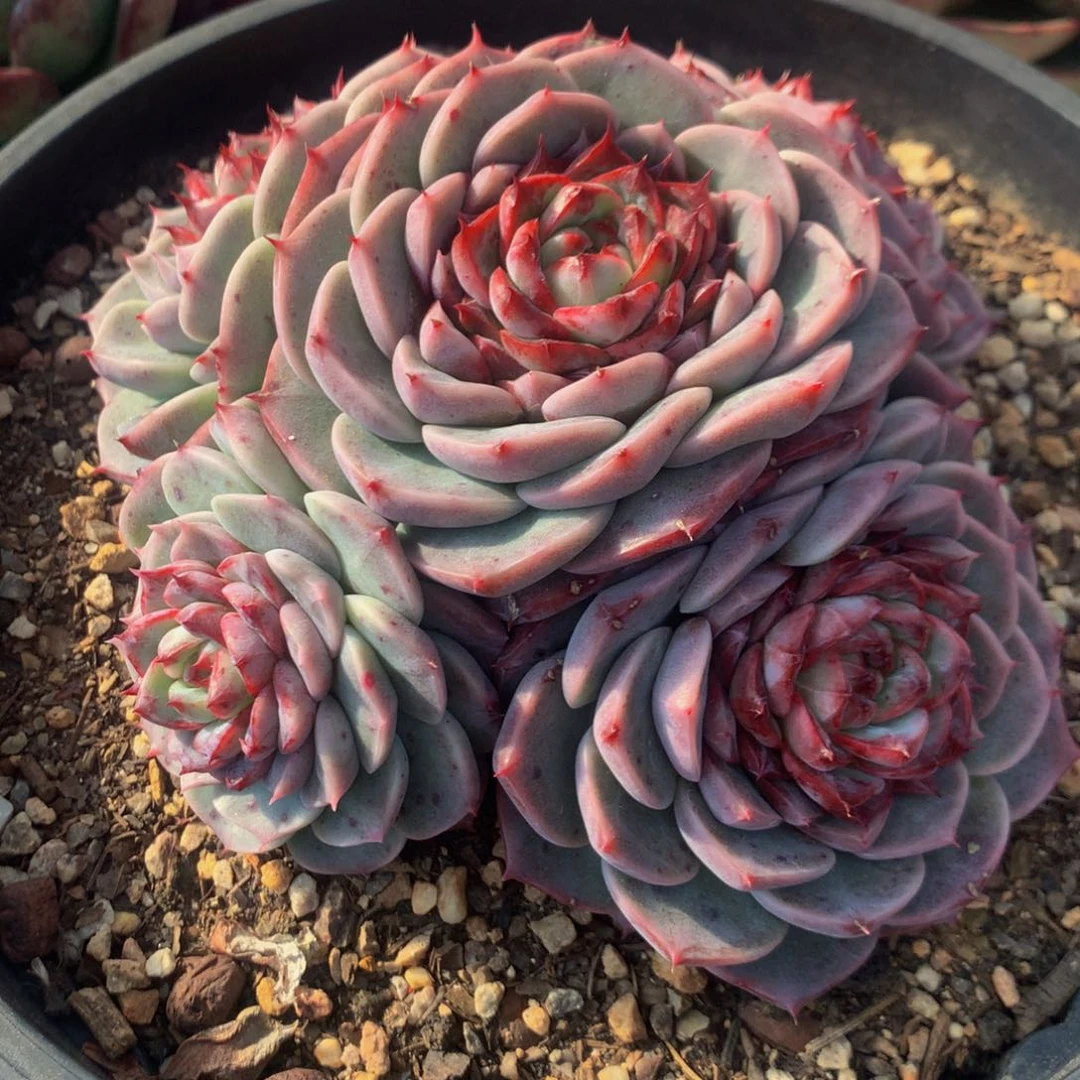 清**露天鹅绒11111111