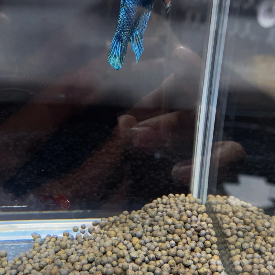 热带鱼公461葉巨斗