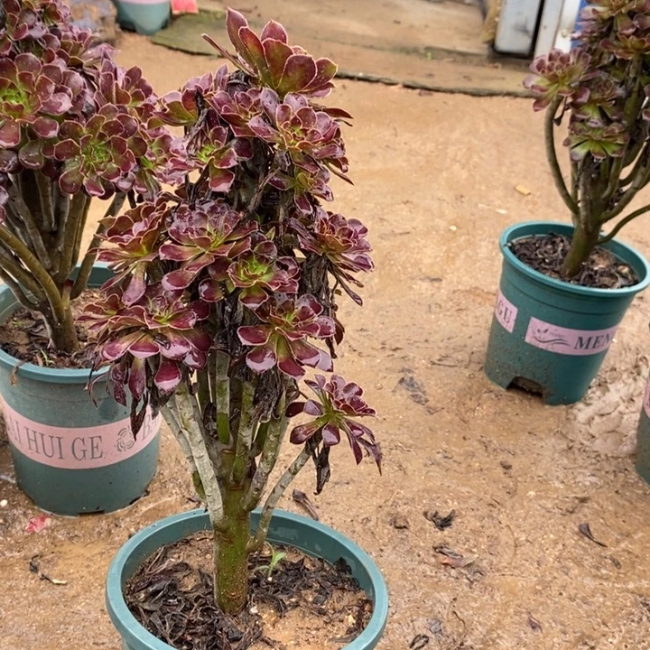 黑法45多肉植物法师