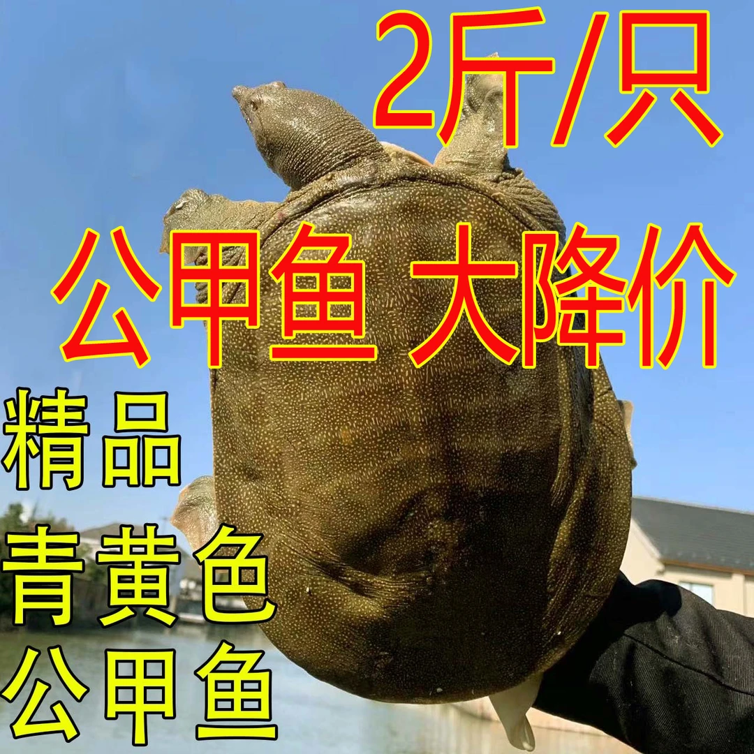 2斤1只 青黄色黄油 公甲鱼鲜活 外塘散养新鲜水鱼团鱼王八中华鳖