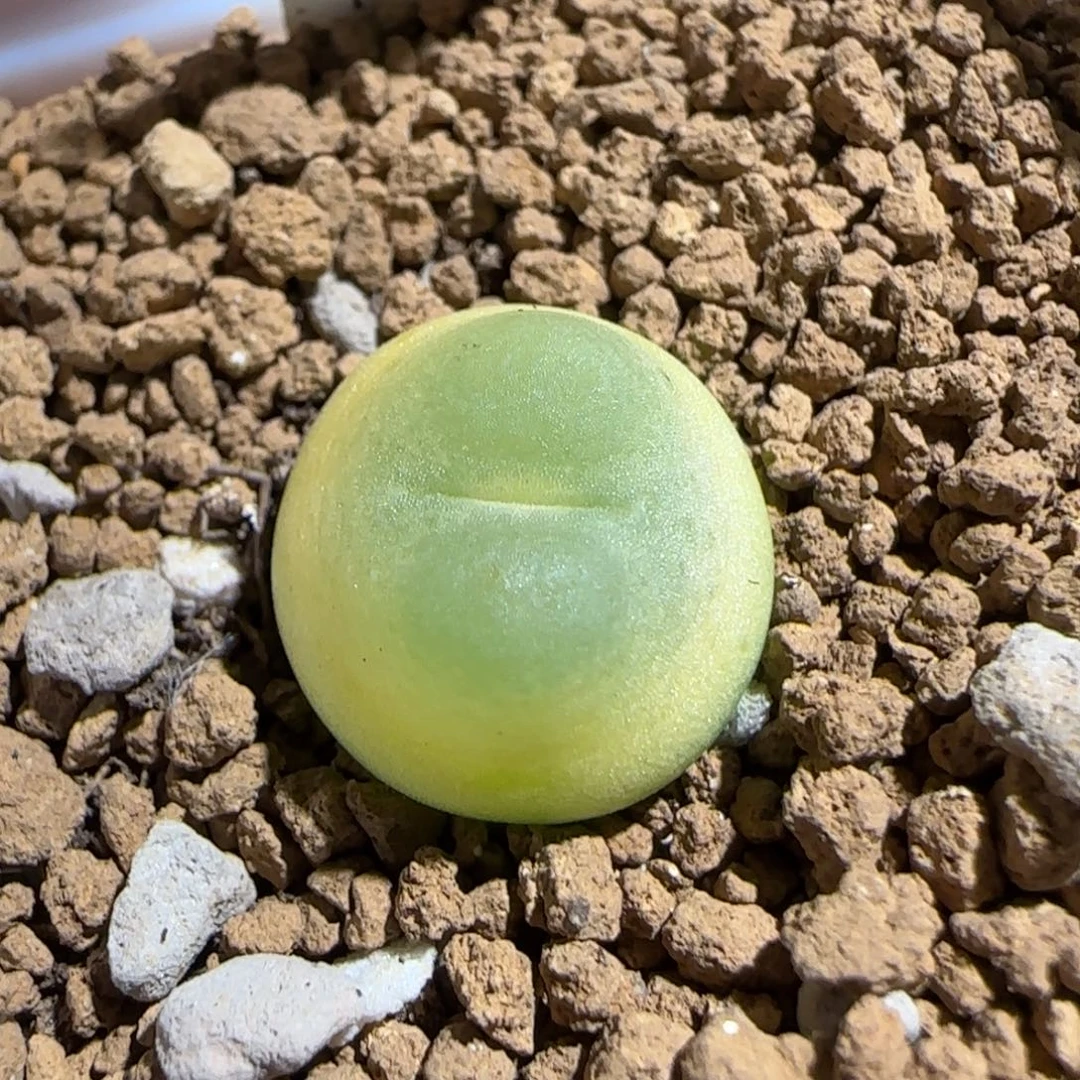 肉锥多肉植物组合-sh1200拉登208