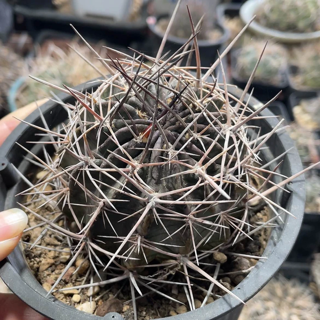 【闪购商品】狂风养定根66666