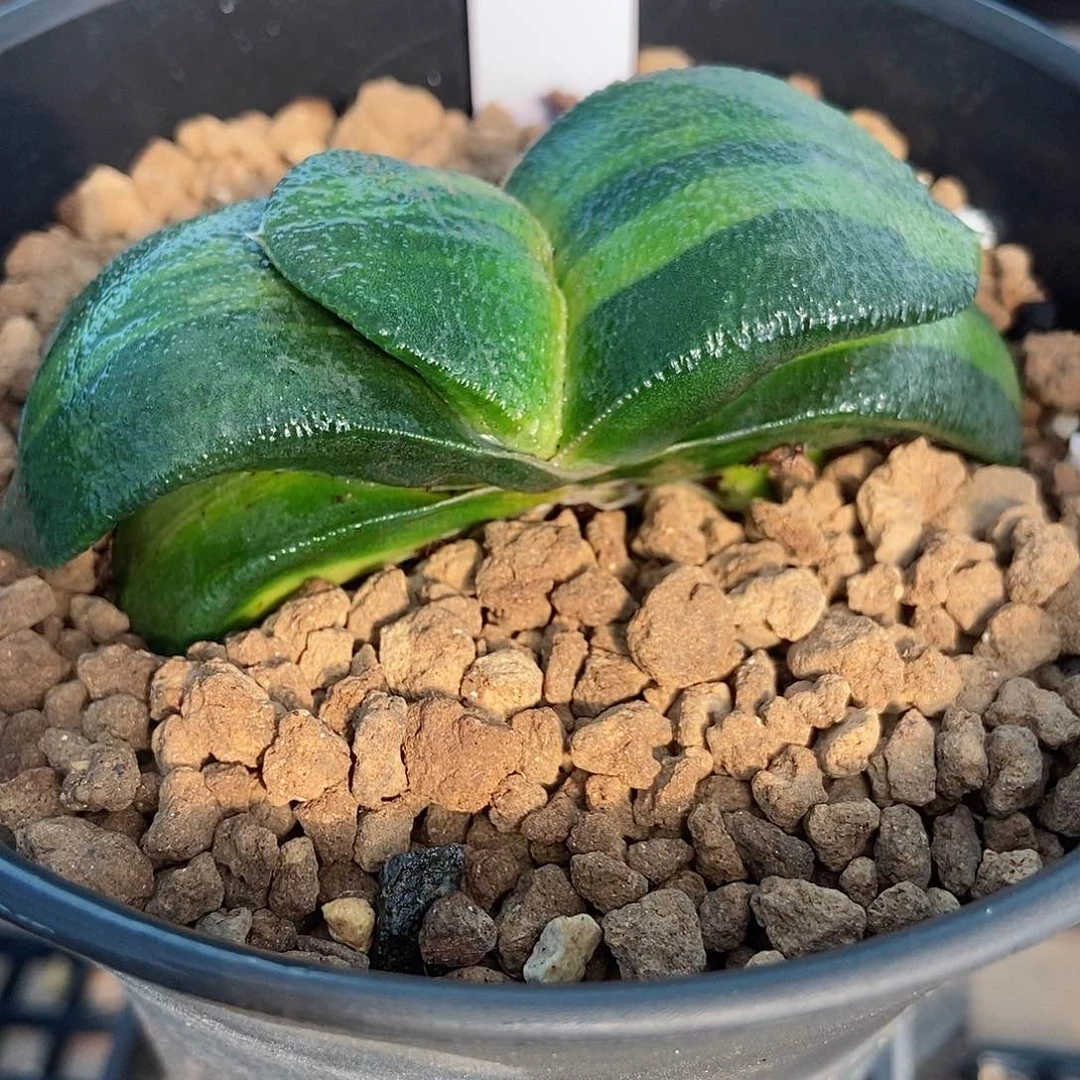 867卧牛实生锦带盆发货