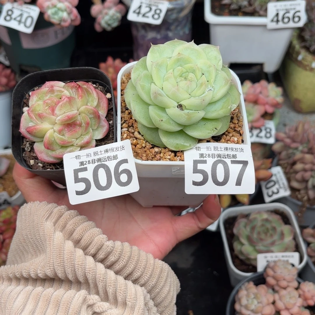 我***森梨花百507  蜜桃柚506两棵