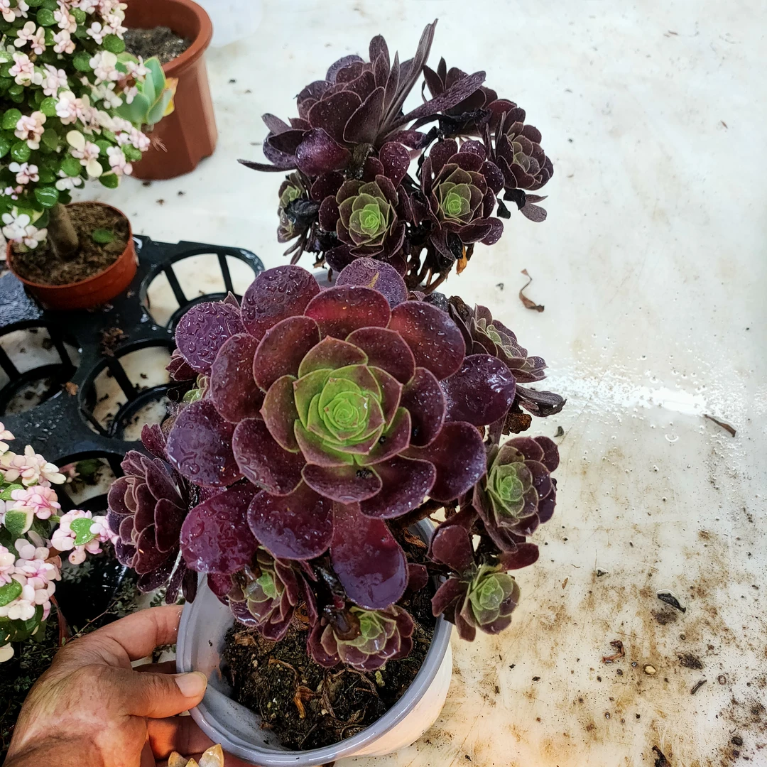 欧紫法师 满20包邮不带盆土 焉焉的是正常现象 湖南长沙多肉植物