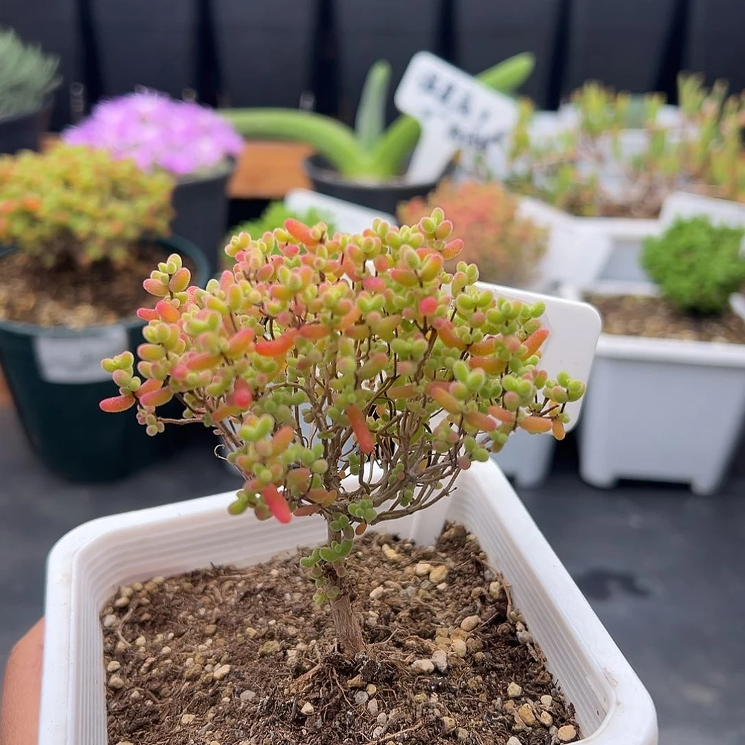 750号密橘糖球12.26多肉