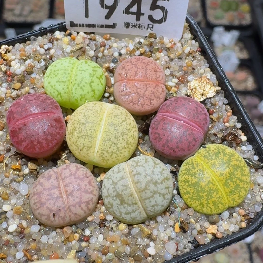 zzzz精品生石花1945