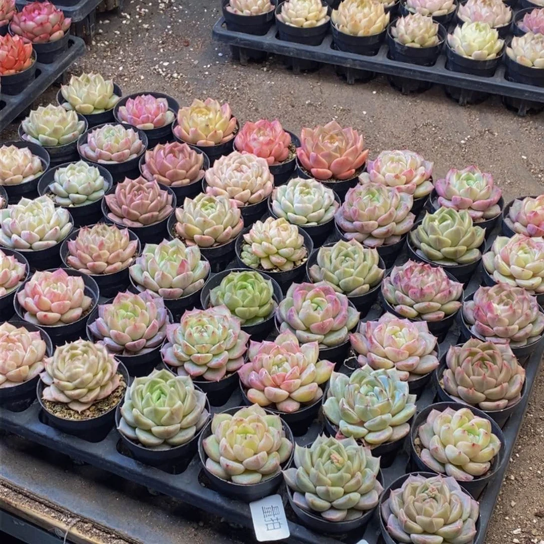 195多人在一起了量拍6颗