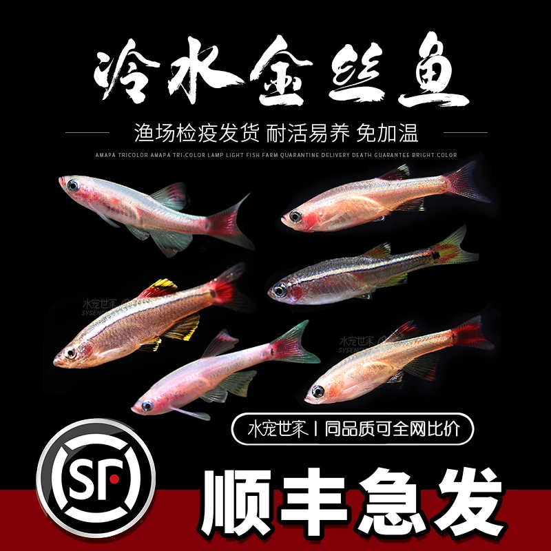 白云金丝鱼活体小型原生鱼冷水鱼观赏原生鱼红尾灯科荷兰金丝活鱼