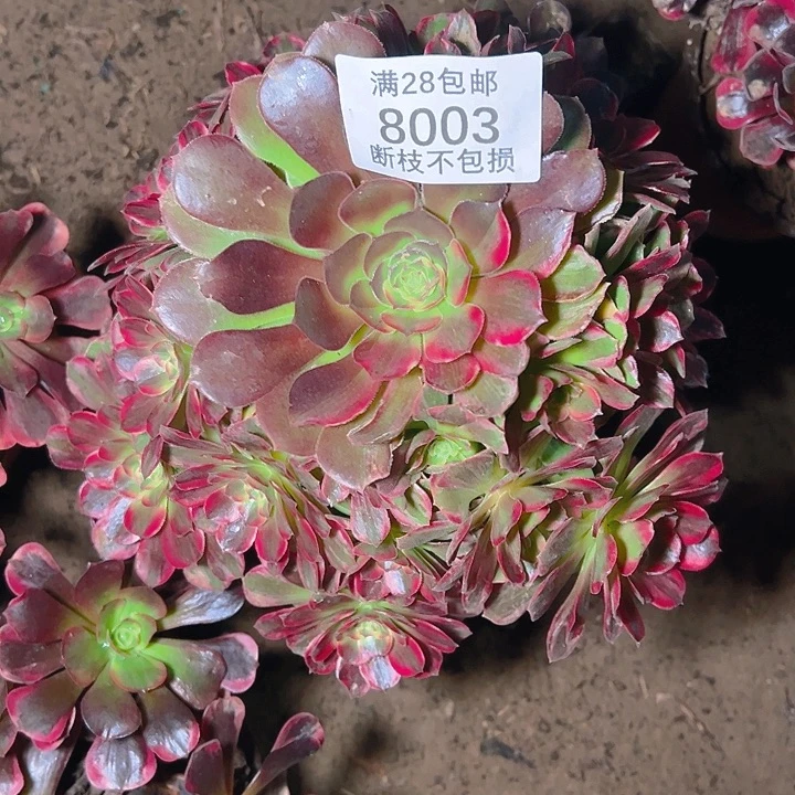 8003安娜多肉植物