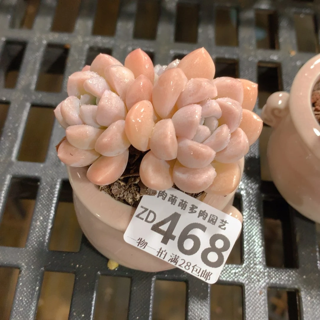 肉萌萌拇指盆精控多肉ZD468