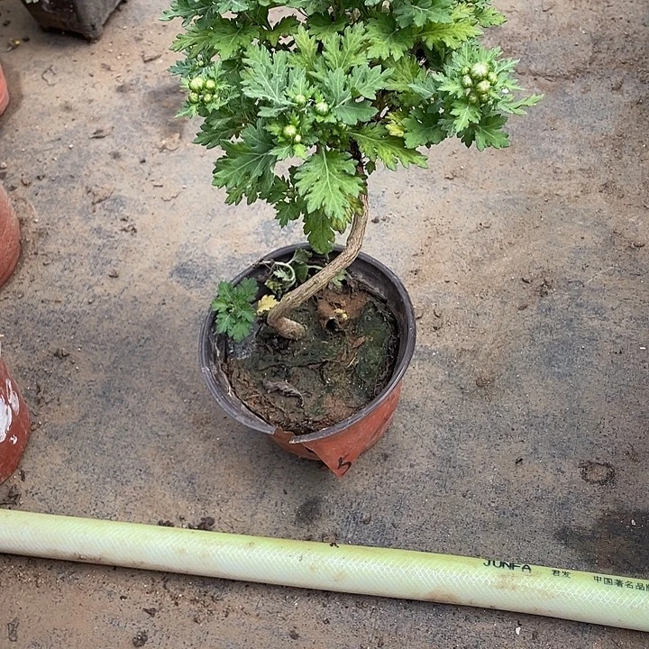 淼***～无花朵35菊花菊花菊花菊花