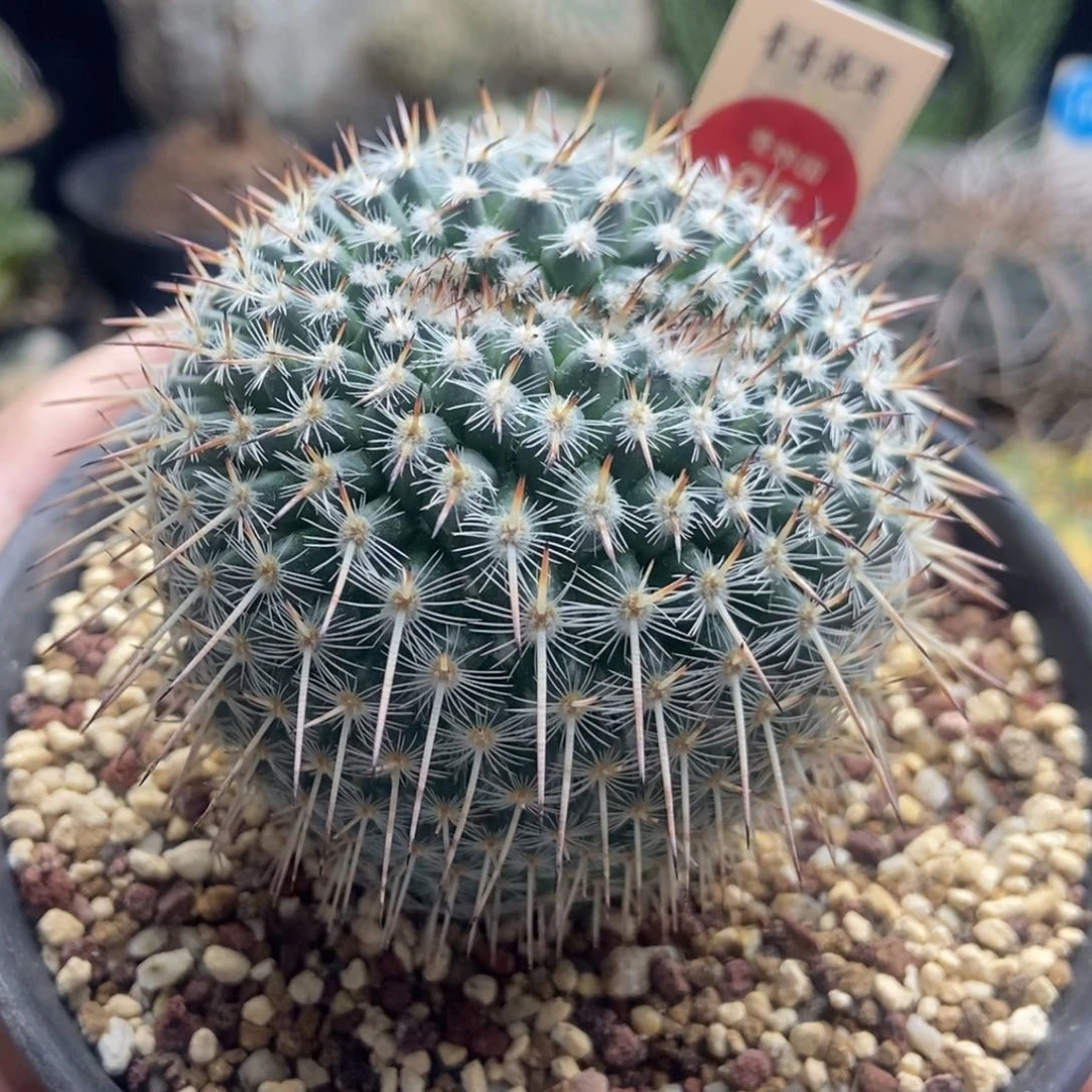 自根连体双头特选长刺白王丸6cm