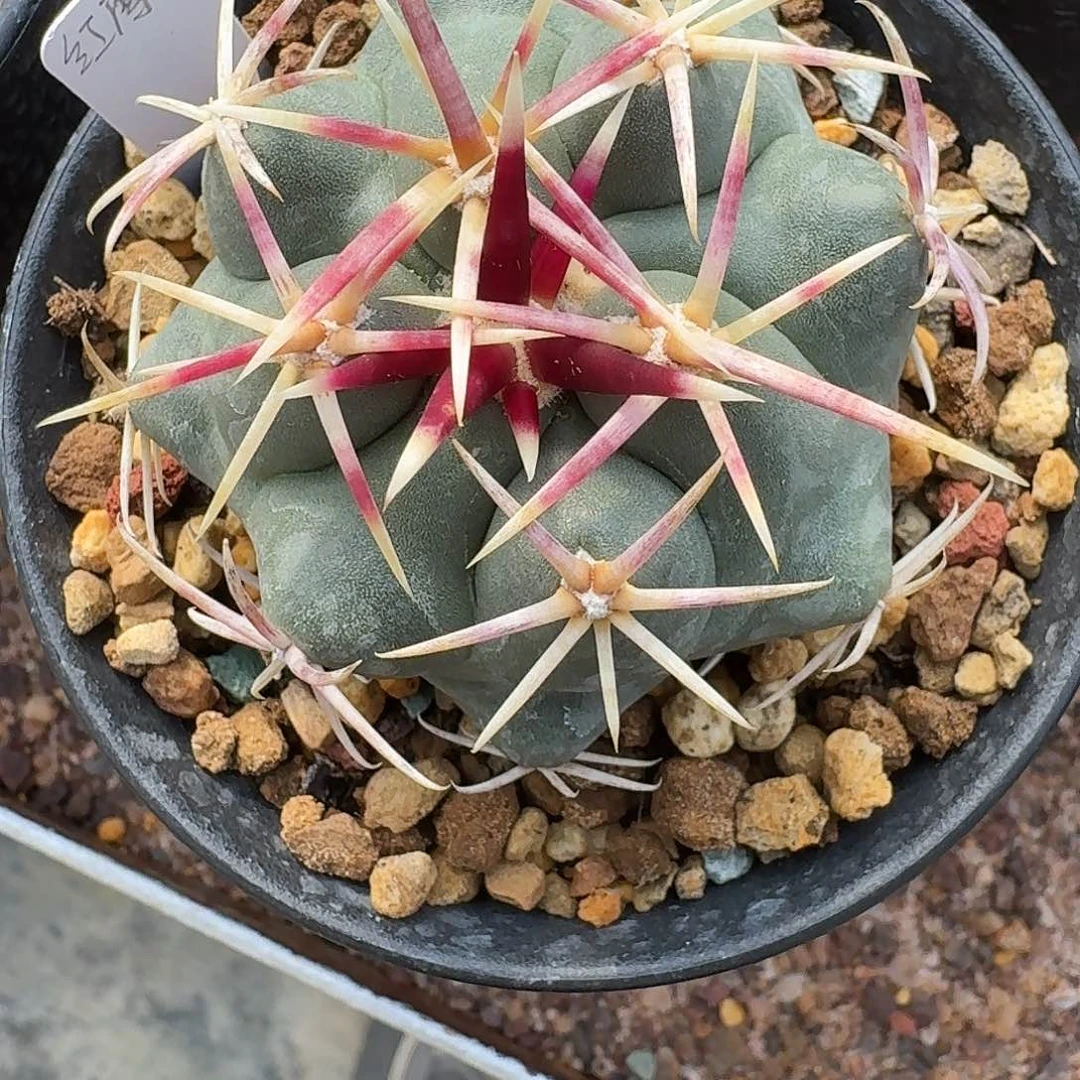 直播间，路飞哥哥，专拍