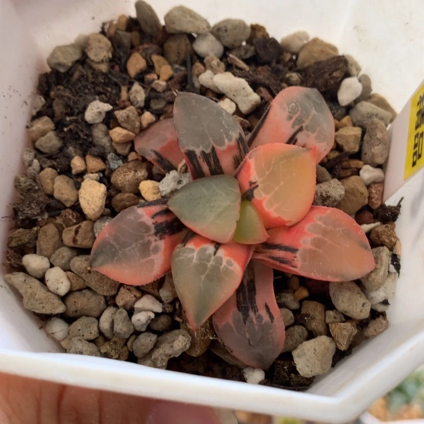 【闪购商品】766火凤凰