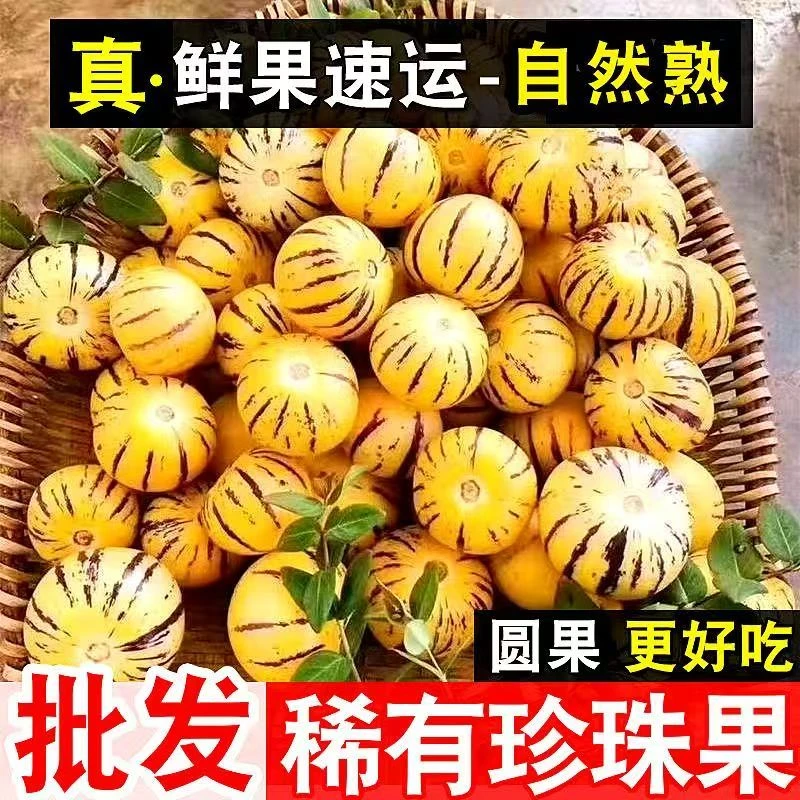 【真树上熟】云南石林树上熟圆果黄肉清甜多汁当季新鲜水果