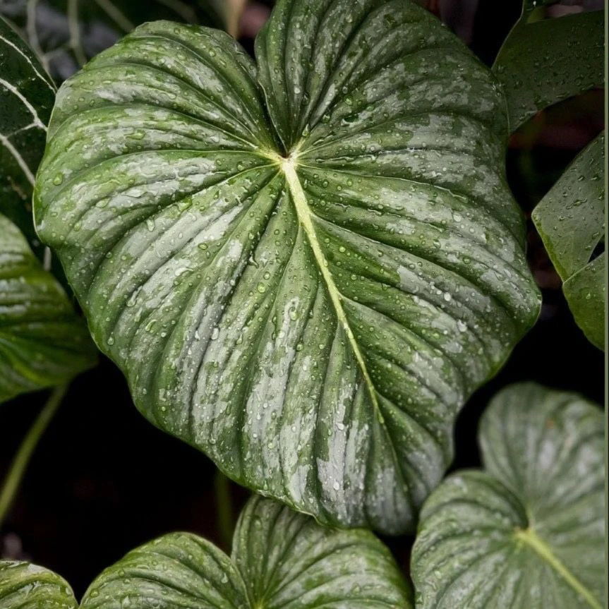 【马梅·蔓绿绒】极致奢华感！室内植物自带高级绒面质感耐荫好养
