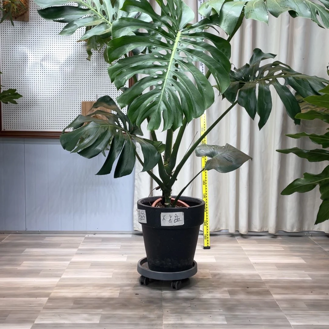 龟背竹等多种名贵的建筑风格和