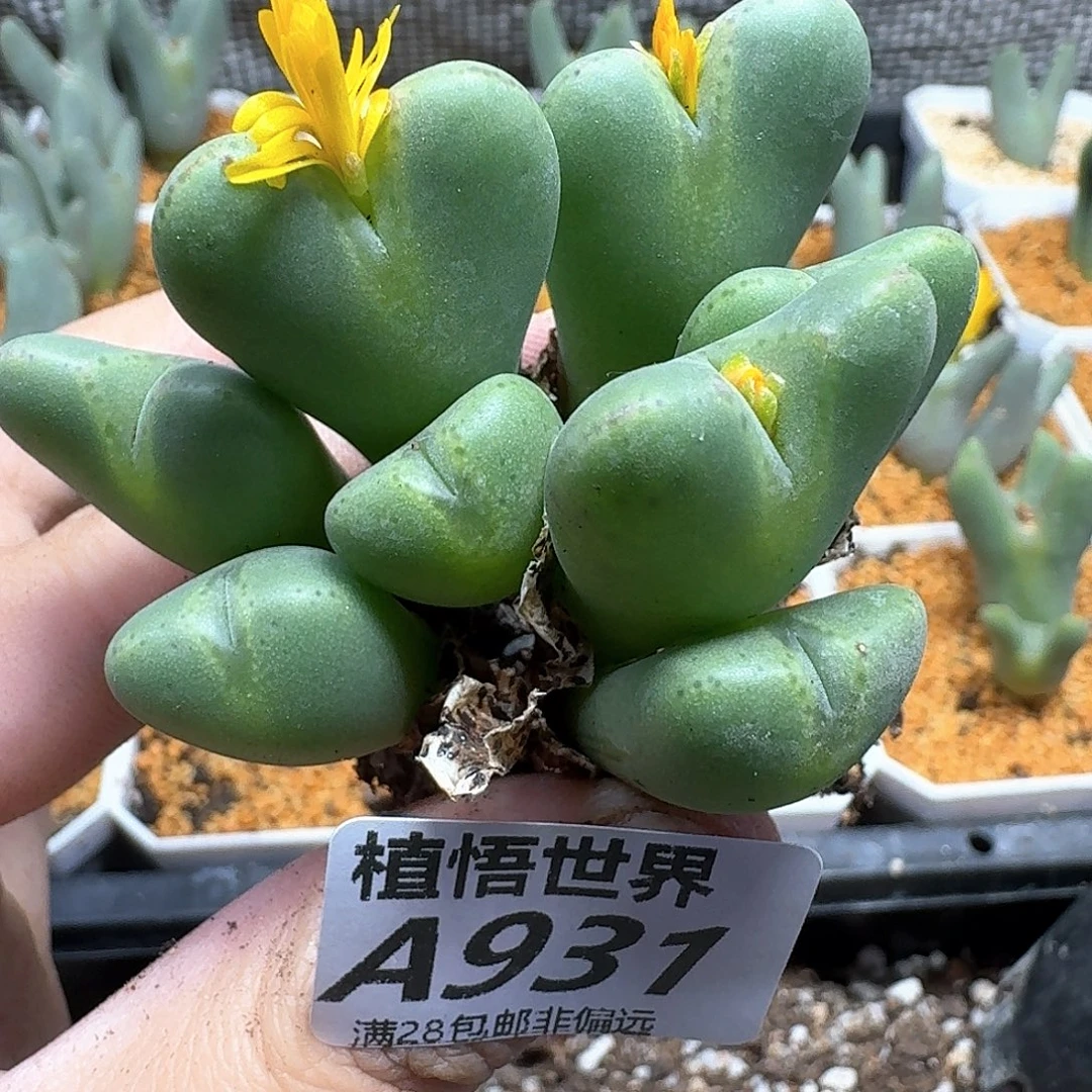多肉植物的润泽efv