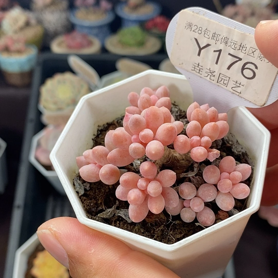 0176 婴儿手指 5.5cm