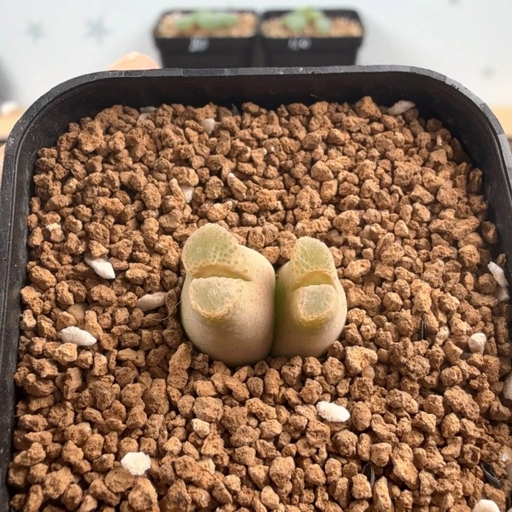 奶瓶风铃sb1704 带盆发