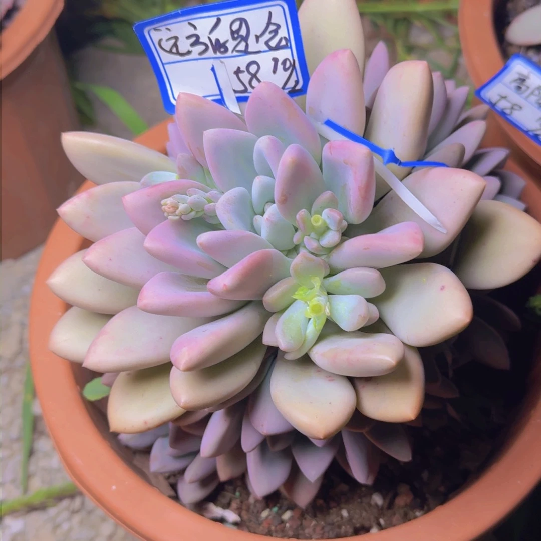 远***念远方的思念奥普凡艺多肉