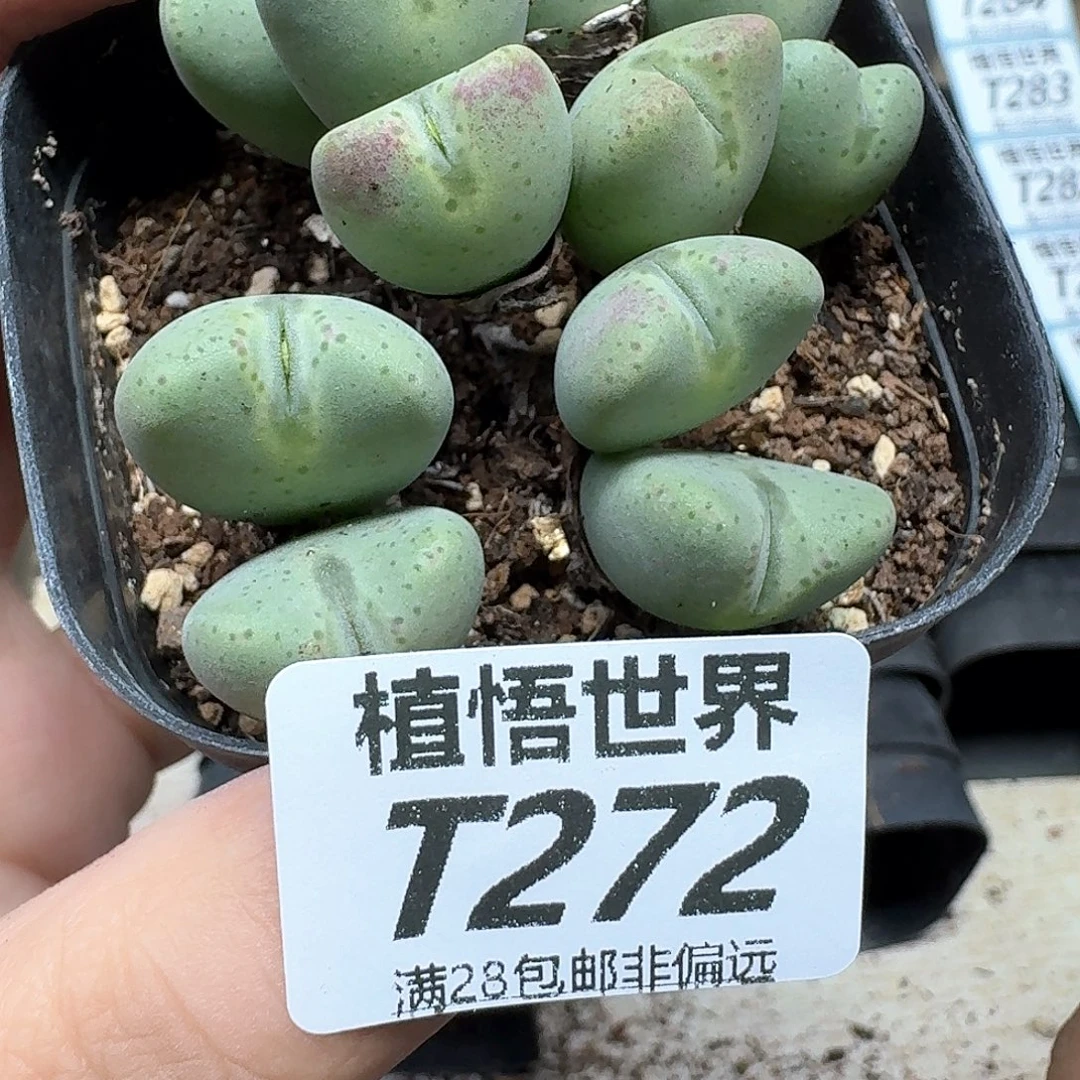 多肉植物的人生dgb
