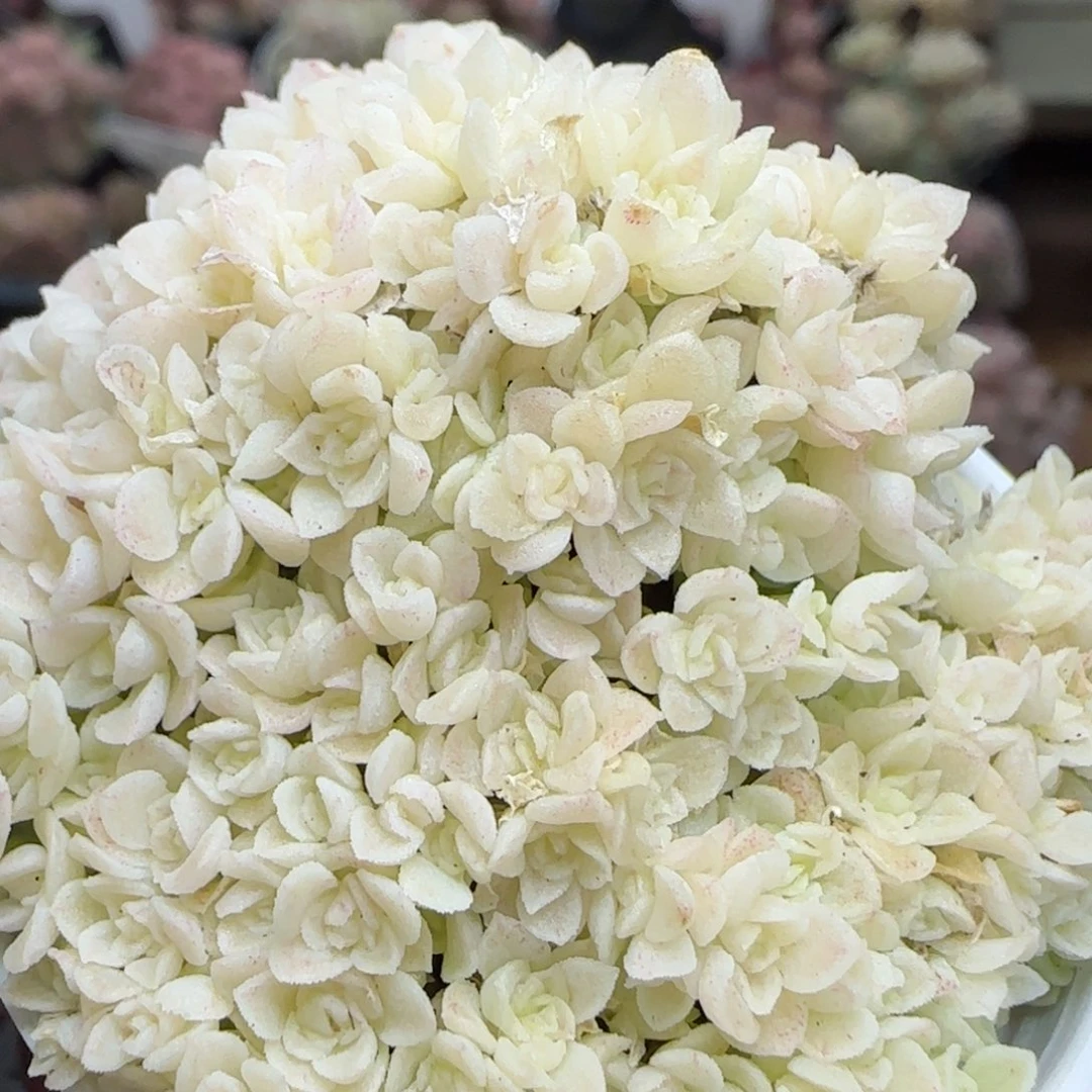 花语逸镜0225-352散