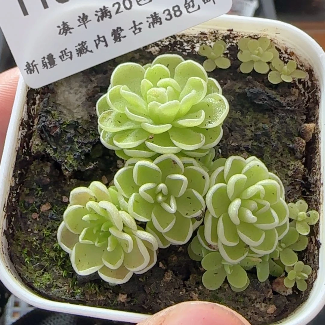 0615-115爱丽丝捕虫堇