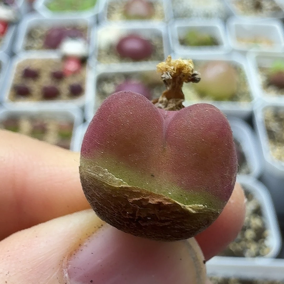 往**烟老马生石花水蜜桃1873