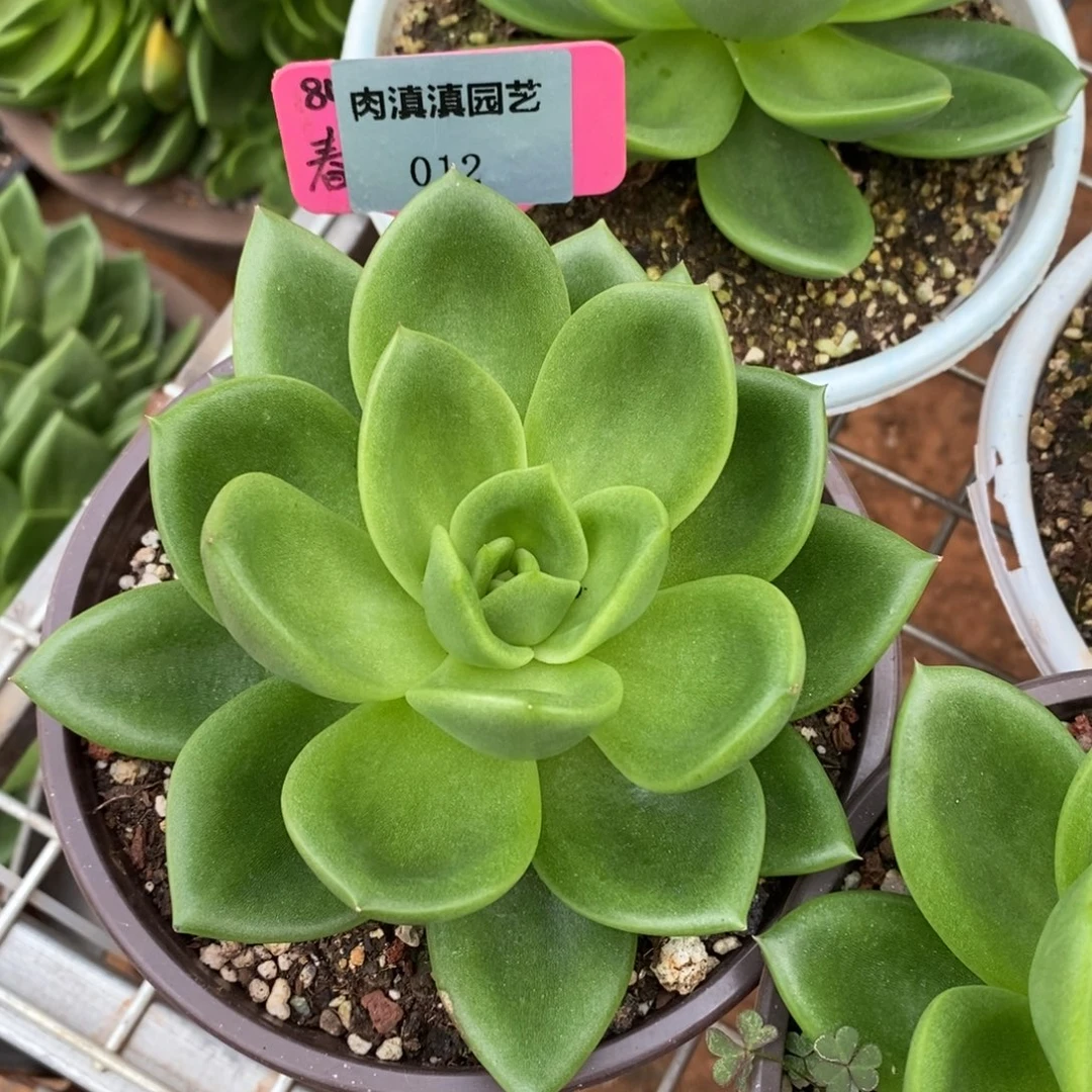 x012-多肉植物 翠花