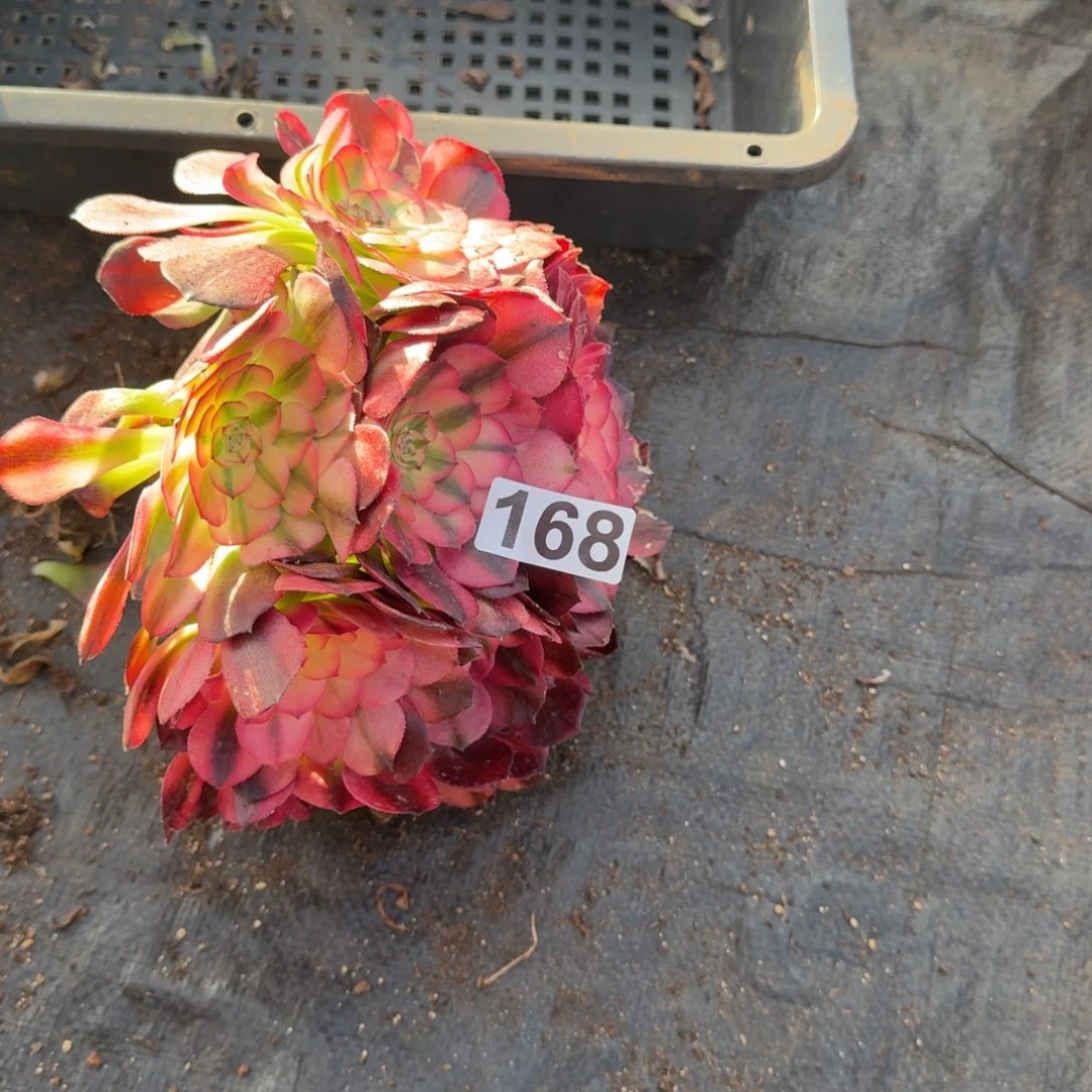 168多肉植物倾城多肉